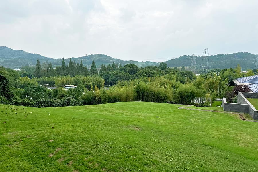 径山竹茶园景观图