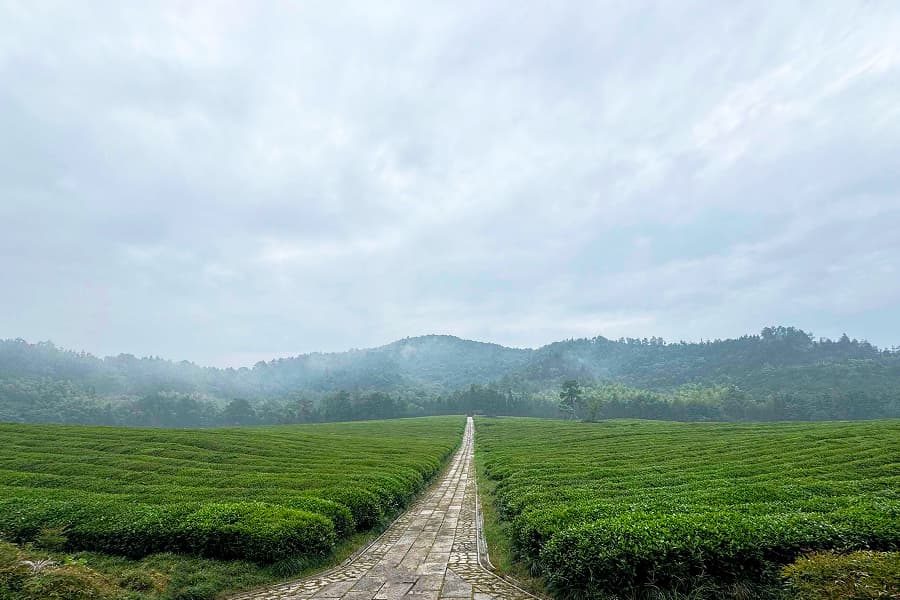 径山竹茶园景观图