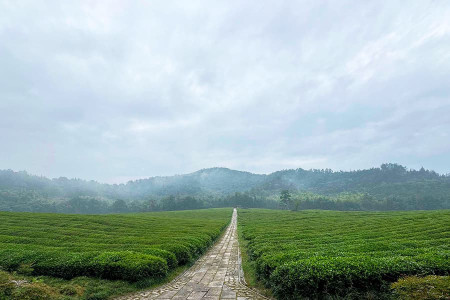 径山竹茶园景观图