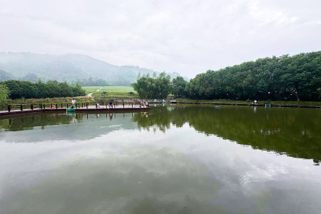径山竹茶园景观图